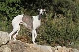 WHIPPET 158